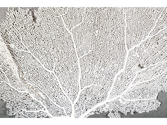 Wonderfully Decorative Framed Coral