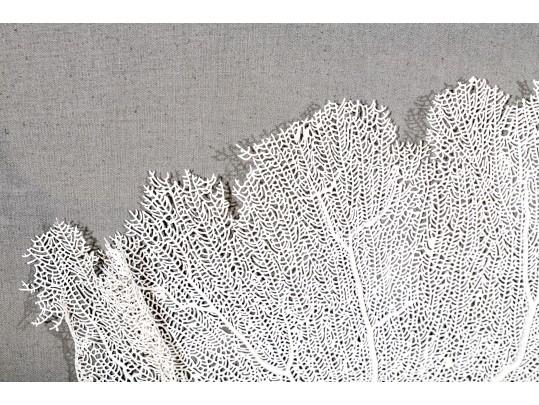 Wonderfully Decorative Framed Coral