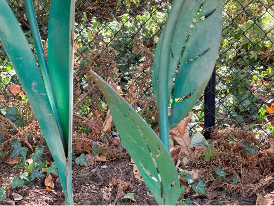 Collection Of Five Vintage Painted Tole Garden Flowers