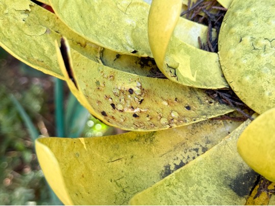 Collection Of Five Vintage Painted Tole Garden Flowers