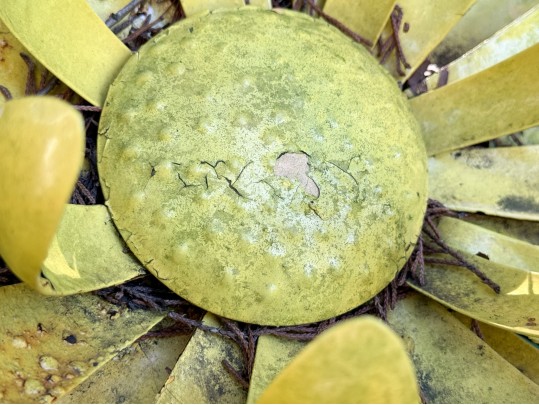 Collection Of Five Vintage Painted Tole Garden Flowers