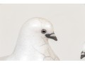 Glo Coalson Associated Pair Of Ltd Ed Ceramic Pidgeons
