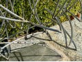 Contemporary Metal Sculpture