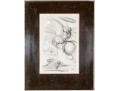 Salvador Dali (France/Spain, 1904-1989) Etching, 