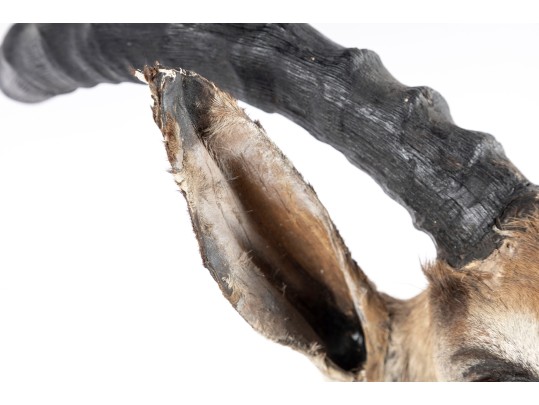 Impala Taxidermy Wall Mount 