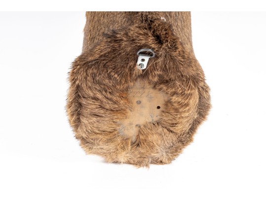 Taxidermy Deer Head Wall Mount