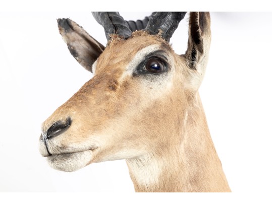 Impala Taxidermy Wall Mount 