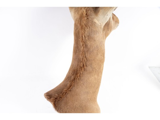 Impala Taxidermy Wall Mount 