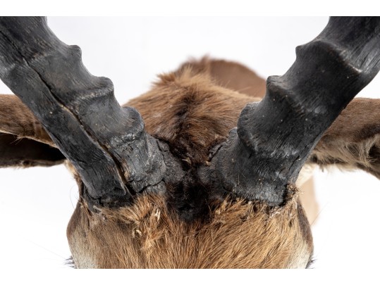 Impala Taxidermy Wall Mount 