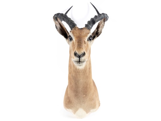 Impala Taxidermy Wall Mount 
