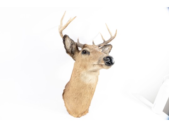 Taxidermy Deer Head Wall Mount