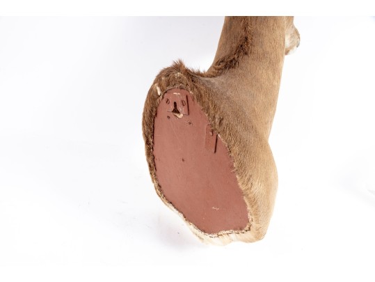 Impala Taxidermy Wall Mount 