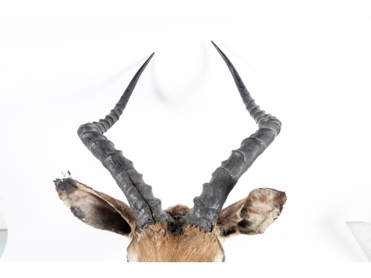 Impala Taxidermy Wall Mount 