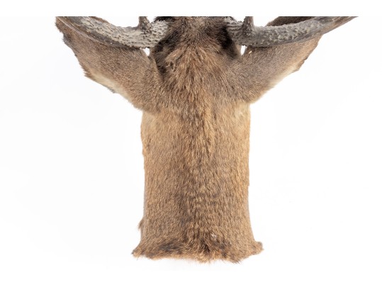 Taxidermy Deer Head Wall Mount