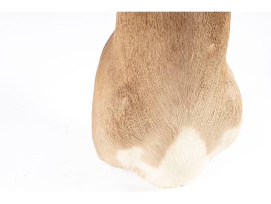 Impala Taxidermy Wall Mount 