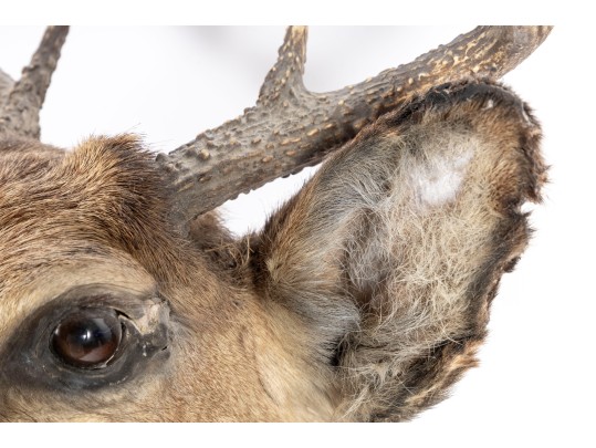Taxidermy Deer Head Wall Mount