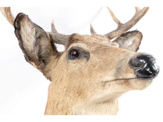 Taxidermy Deer Head Wall Mount