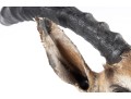 Impala Taxidermy Wall Mount 