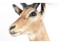 Impala Taxidermy Wall Mount 