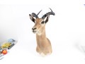 Impala Taxidermy Wall Mount 