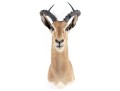 Impala Taxidermy Wall Mount 