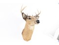 Taxidermy Deer Head Wall Mount