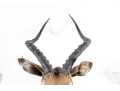 Impala Taxidermy Wall Mount 