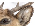 Taxidermy Deer Head Wall Mount