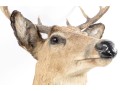 Taxidermy Deer Head Wall Mount