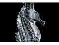 Waterford Crystal Seahorse Candlestick, Boxed