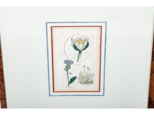Two Framed Antique Botanical Prints 