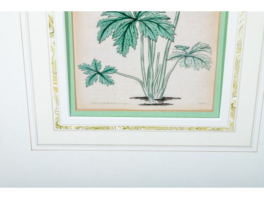 Two Framed Antique Botanical Prints 