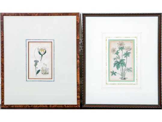 Two Framed Antique Botanical Prints 