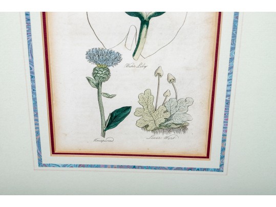 Two Framed Antique Botanical Prints 