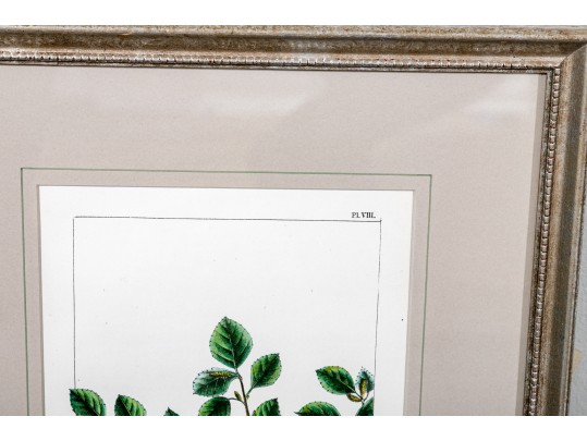 Gilt Framed Botanical Color Print