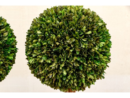 Pair Of Faux Boxwood Topiaries In Pots