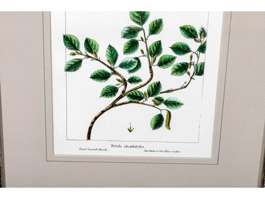 Gilt Framed Botanical Color Print