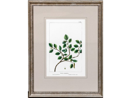Gilt Framed Botanical Color Print