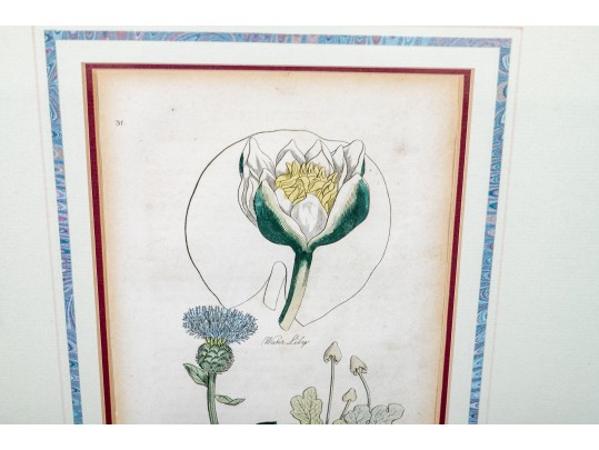 Two Framed Antique Botanical Prints 