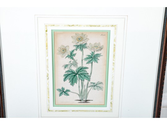 Two Framed Antique Botanical Prints 
