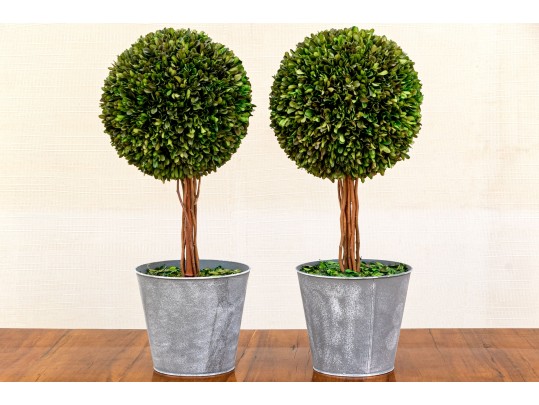 Pair Of Faux Boxwood Topiaries In Pots
