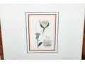 Two Framed Antique Botanical Prints 