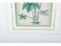 Two Framed Antique Botanical Prints 