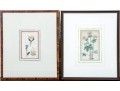 Two Framed Antique Botanical Prints 