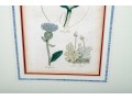 Two Framed Antique Botanical Prints 