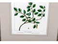 Gilt Framed Botanical Color Print