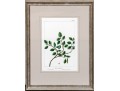 Gilt Framed Botanical Color Print