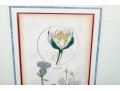 Two Framed Antique Botanical Prints 