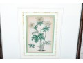 Two Framed Antique Botanical Prints 
