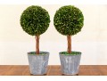 Pair Of Faux Boxwood Topiaries In Pots